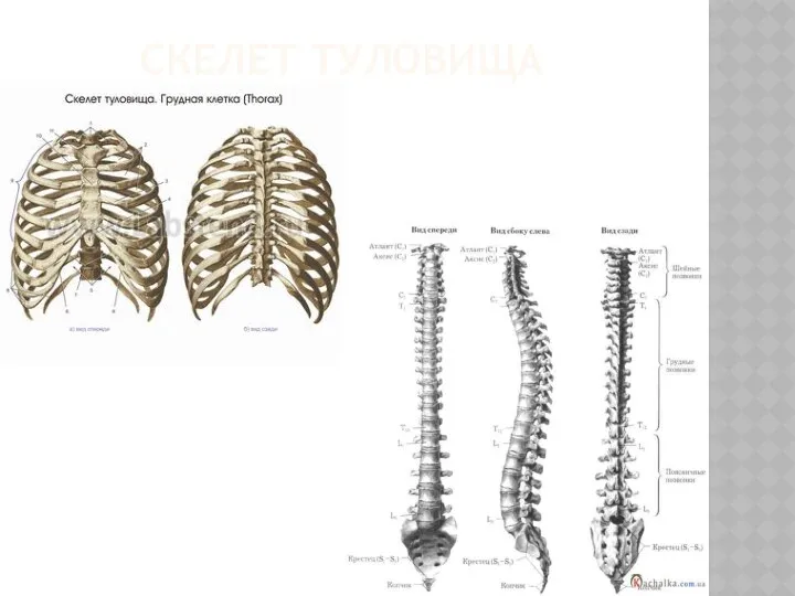 СКЕЛЕТ ТУЛОВИЩА