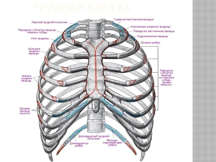 ГРУДНАЯ КЛЕТКА
