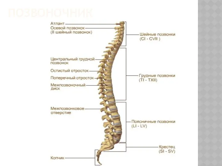 ПОЗВОНОЧНИК