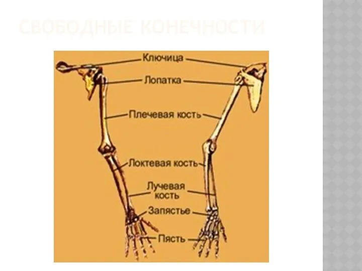 СВОБОДНЫЕ КОНЕЧНОСТИ