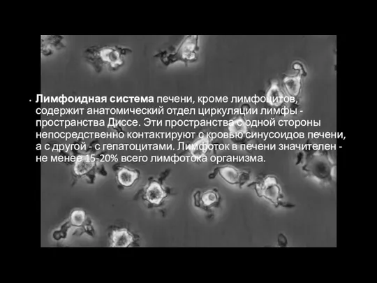 Лимфоидная система печени, кроме лимфоцитов, содержит анатомический отдел циркуляции лимфы -