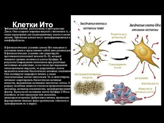 Клетки Ито Звёздчатые клетки расположены в пространствах Диссе. Они содержат жировые