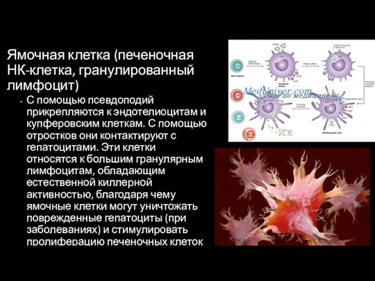 Ямочная клетка (печеночная НК-клетка, гранулированный лимфоцит) С помощью псевдоподий прикрепляются к