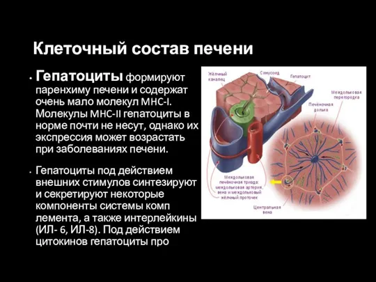 Клеточный состав печени Гепатоциты формируют паренхиму печени и содержат очень мало