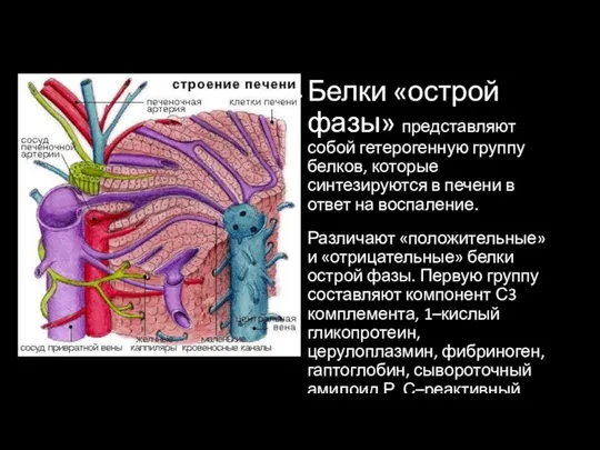 Белки «острой фазы» представляют собой гетерогенную группу белков, которые синтезируются в