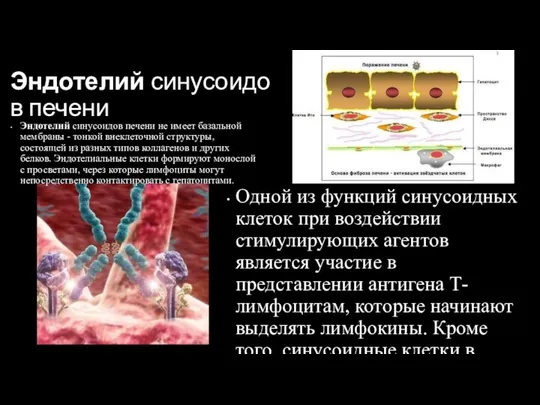 Эндотелий синусоидов печени Эндотелий синусоидов печени не имеет базальной мембраны -