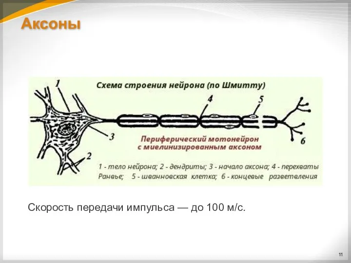 Аксоны Скорость передачи импульса — до 100 м/с.