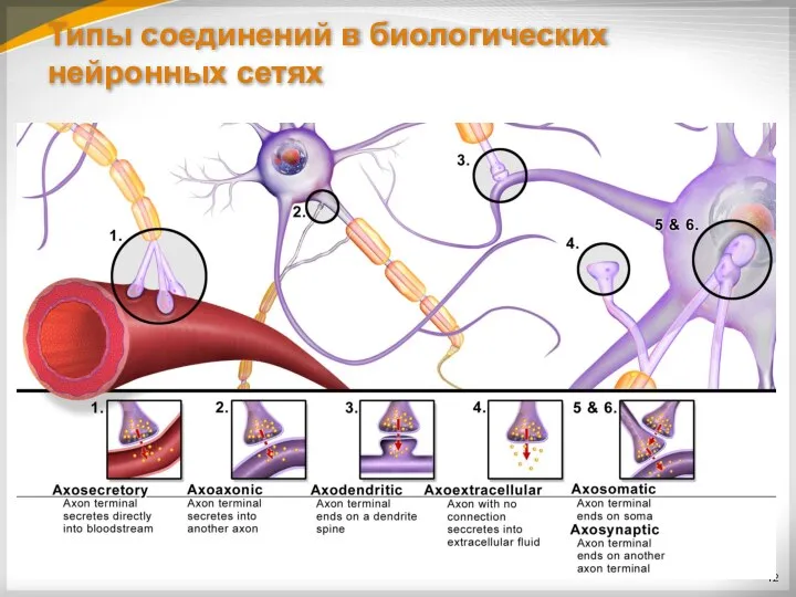 Типы соединений в биологических нейронных сетях