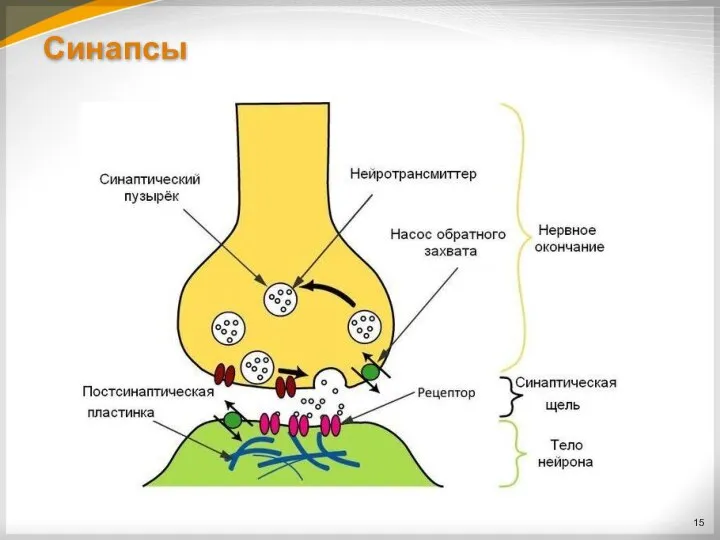 Синапсы