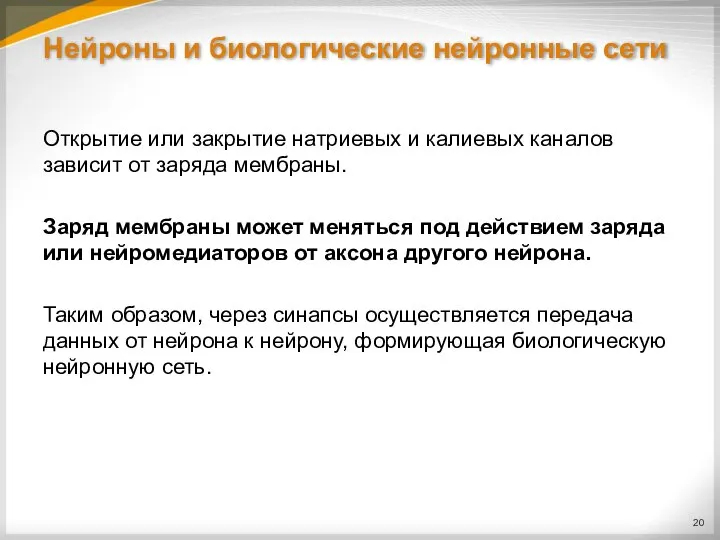 Нейроны и биологические нейронные сети Открытие или закрытие натриевых и калиевых