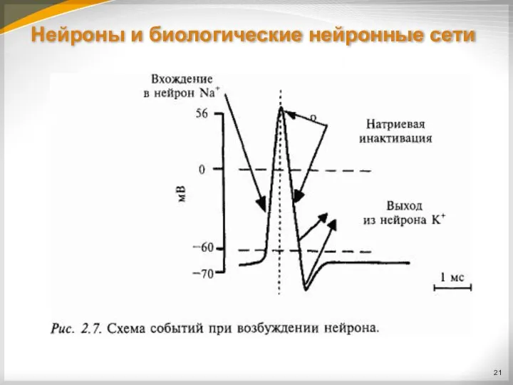 Нейроны и биологические нейронные сети