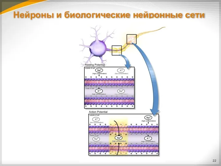 Нейроны и биологические нейронные сети