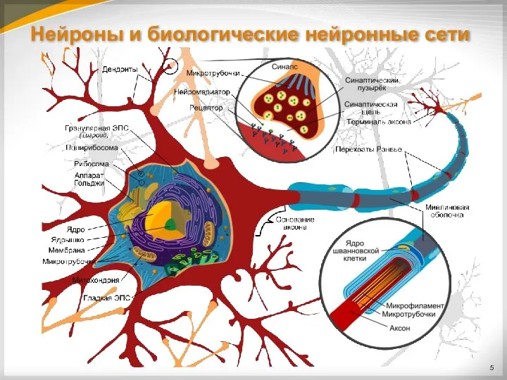 Нейроны и биологические нейронные сети