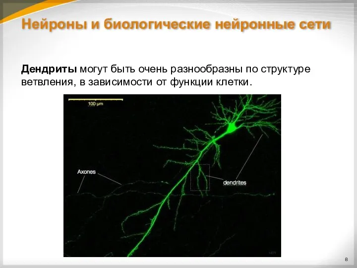 Нейроны и биологические нейронные сети Дендриты могут быть очень разнообразны по