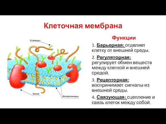Клеточная мембрана Функции 1. Барьерная: отделяет клетку от внешней среды. 2.