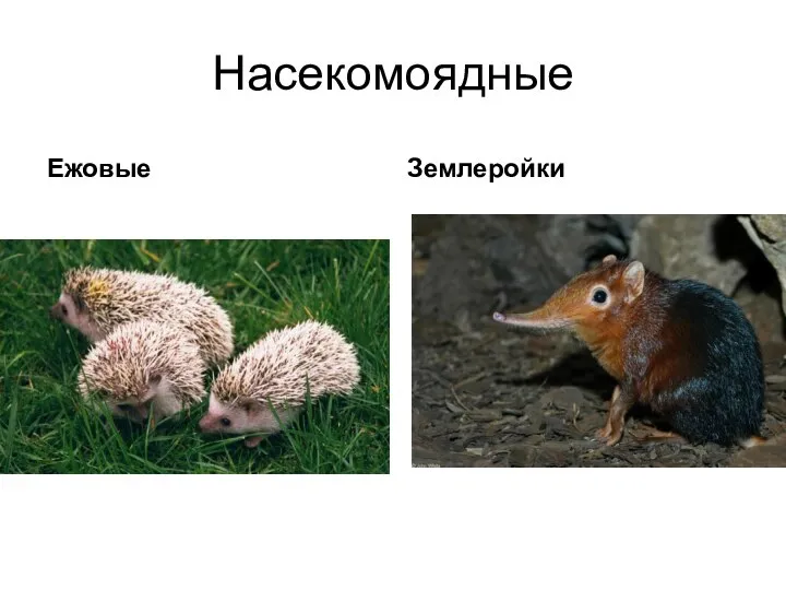 Насекомоядные Ежовые Землеройки