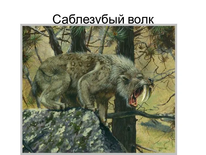 Саблезубый волк