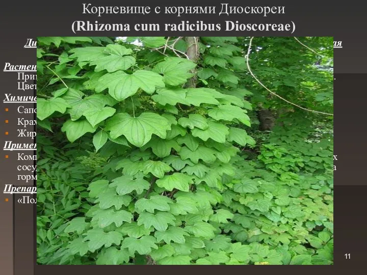 Корневище с корнями Диоскореи (Rhizoma cum radicibus Dioscoreae) Диоскорея ниппонская (Dioscorea