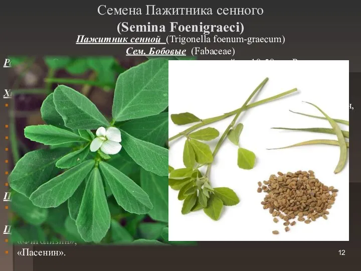 Семена Пажитника сенного (Semina Foenigraeci) Пажитник сенной (Trigonella foenum-graecum) Сем. Бобовые