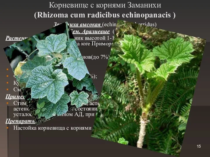 Корневище с корнями Заманихи (Rhizoma cum radicibus echinopanacis ) Заманиха высокая