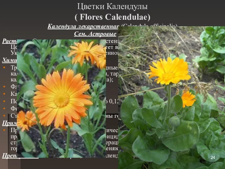 Цветки Календулы ( Flores Calendulae) Календула лекарственная (Calendula officinalis) Сем. Астровые