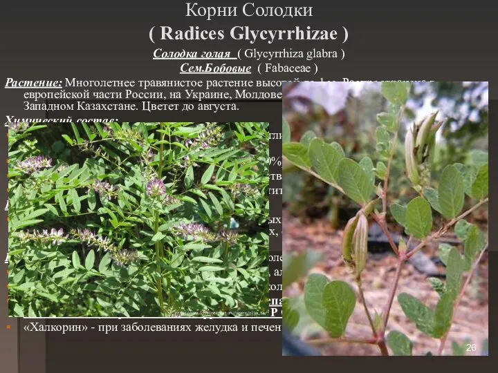 Корни Солодки ( Radices Glycyrrhizae ) Солодка голая ( Glycyrrhiza glabra