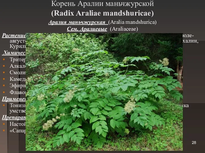 Корень Аралии маньчжурской (Radix Araliae mandshuricae) Аралия маньчжурская (Aralia mandshurica) Сем.