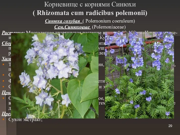 Корневище с корнями Синюхи ( Rhizomata cum radicibus polemonii) Синюха голубая