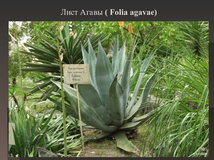 Лист Агавы ( Folia agavae) Агава американская (Agava americana) Сем. Агавовые