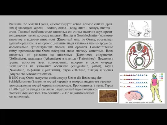 Растение, по мысли Окена, символизирует собой четыре стихии древ­них философов: корень