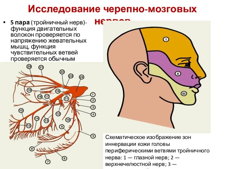 Исследование черепно-мозговых нервов 5 пара (тройничный нерв)- функция двигательных волокон проверяется