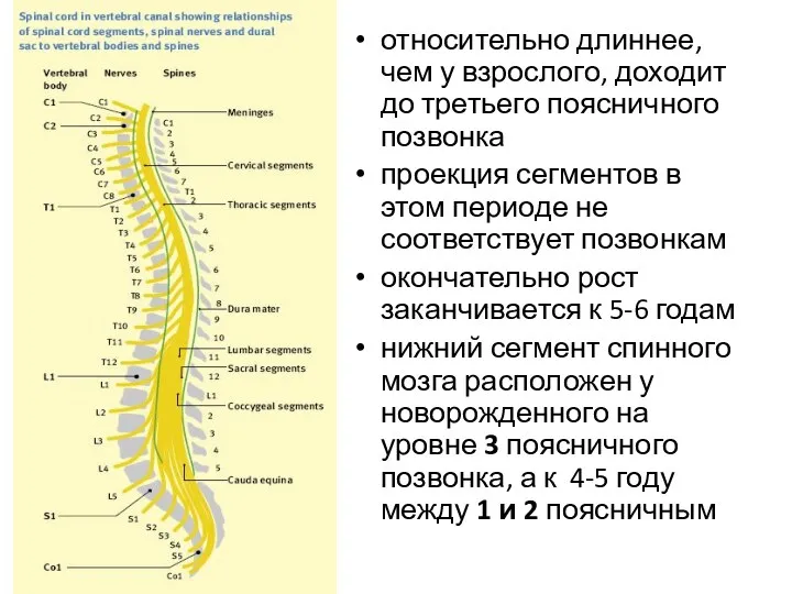 относительно длиннее, чем у взрослого, доходит до третьего поясничного позвонка проекция