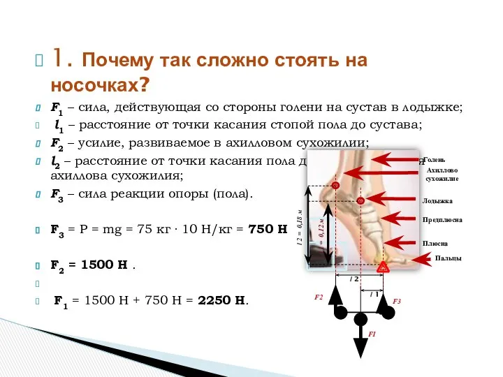 1. Почему так сложно стоять на носочках? F1 – сила, действующая