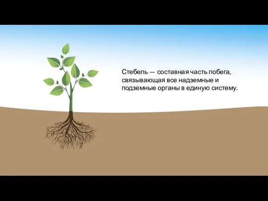 Стебель — составная часть побега, связывающая все надземные и подземные органы в единую сис­тему.