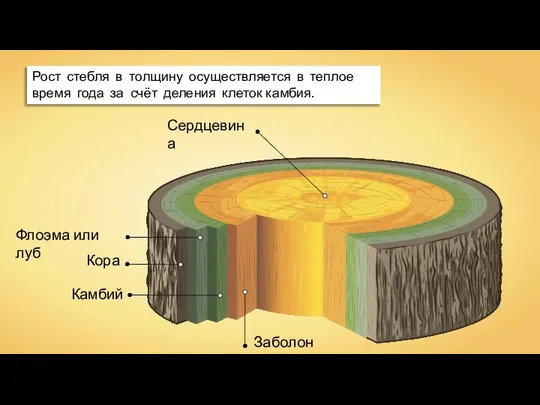 Сердцевина Заболонь Камбий Кора Флоэма или луб Рост стебля в толщину