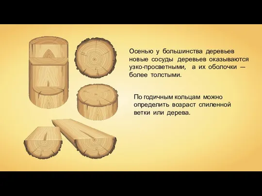 Осенью у большинства деревьев новые сосуды деревьев оказываются узко-просветными, а их