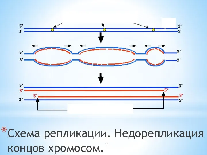 Схема репликации. Недорепликация концов хромосом.