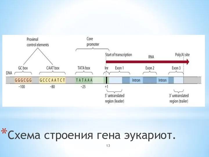 Схема строения гена эукариот.