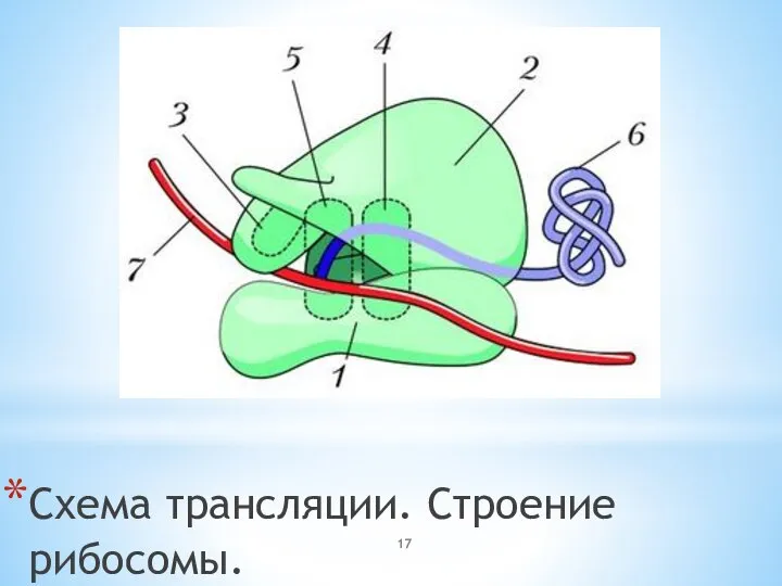 Схема трансляции. Строение рибосомы.