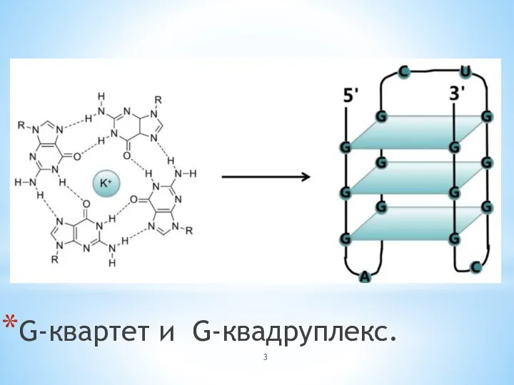 G-квартет и G-квадруплекс.