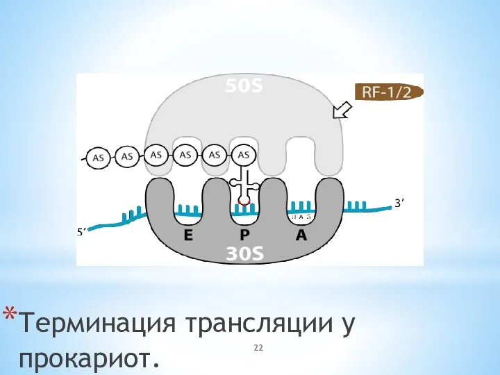 Терминация трансляции у прокариот.