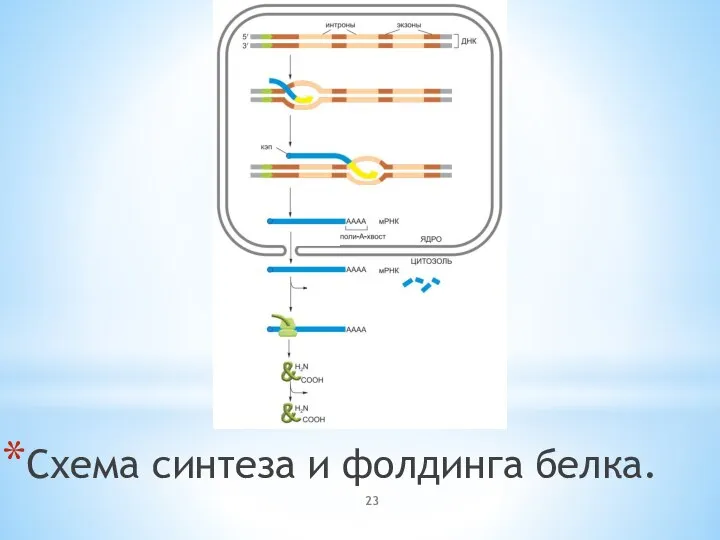 Схема синтеза и фолдинга белка.