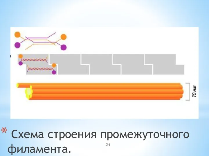 Схема строения промежуточного филамента.