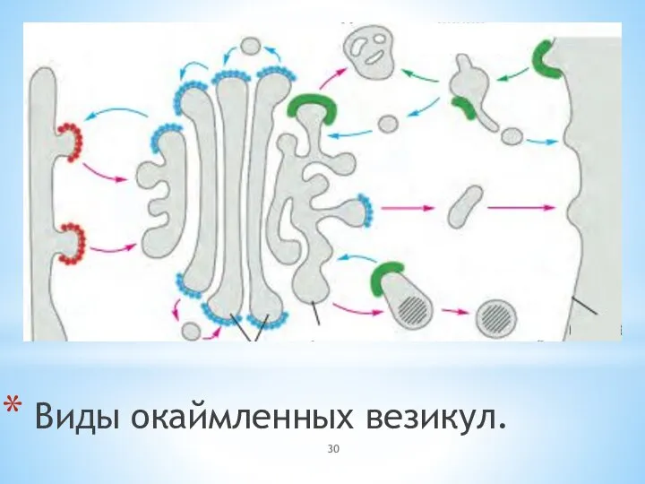 Виды окаймленных везикул.