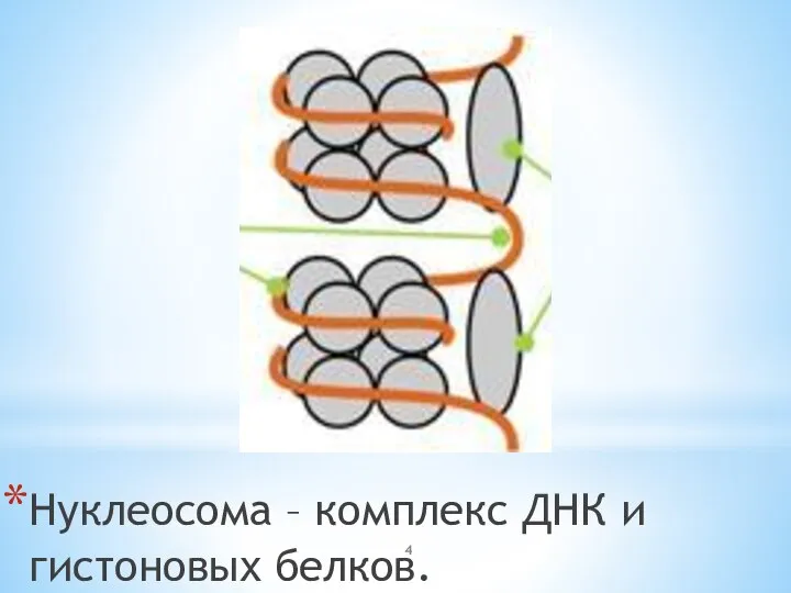 Нуклеосома – комплекс ДНК и гистоновых белков.