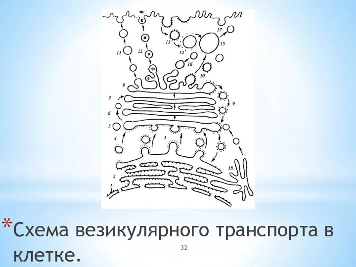 Схема везикулярного транспорта в клетке.