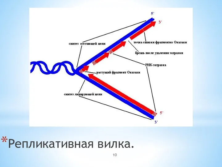 Репликативная вилка.