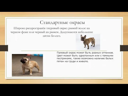 Стандартные окрасы Широко распространён тигровый окрас: рыжий волос на черном фоне