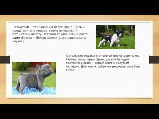 Пятнистый - пятнышки на белом фоне. Белый представитель породы также относится