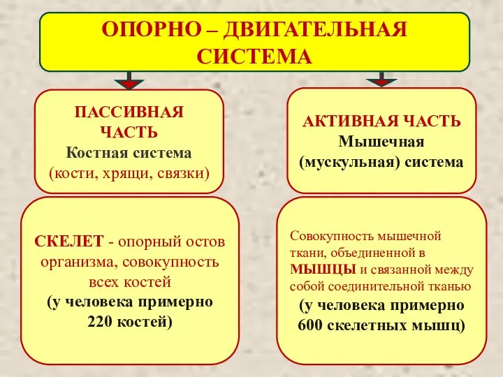 АКТИВНАЯ ЧАСТЬ Мышечная (мускульная) система ПАССИВНАЯ ЧАСТЬ Костная система (кости, хрящи,